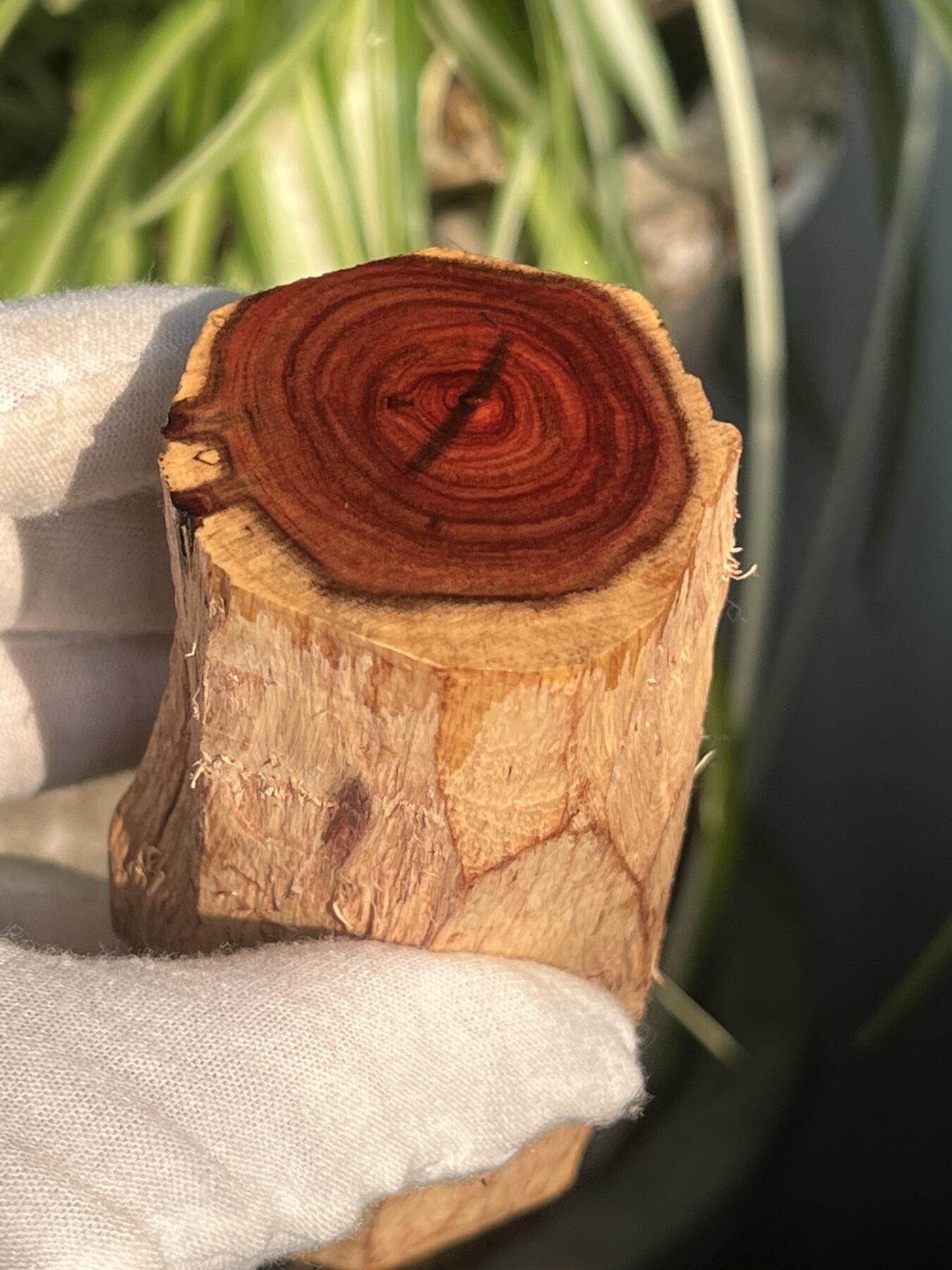 零元拍： 海南黄花梨油梨原料。120/46MM