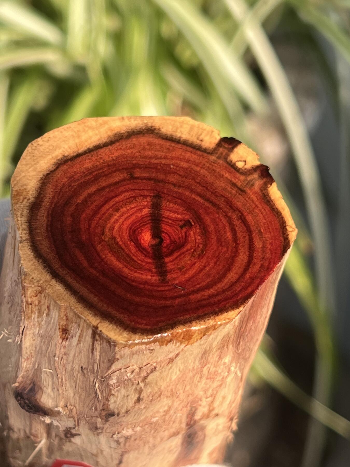 零元拍： 海南黄花梨油梨原料。120/46MM