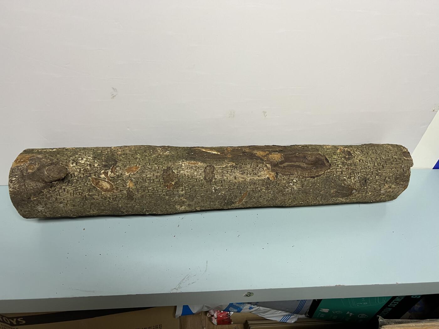 零元拍： D1-2 金丝楠 原木 风水柱 横财（材）带皮， 尺寸：75/11.5/13.5CM。抛光后金灿灿满香。最后一图为成品效果。有一端带点瘤，意味着花纹更漂亮。