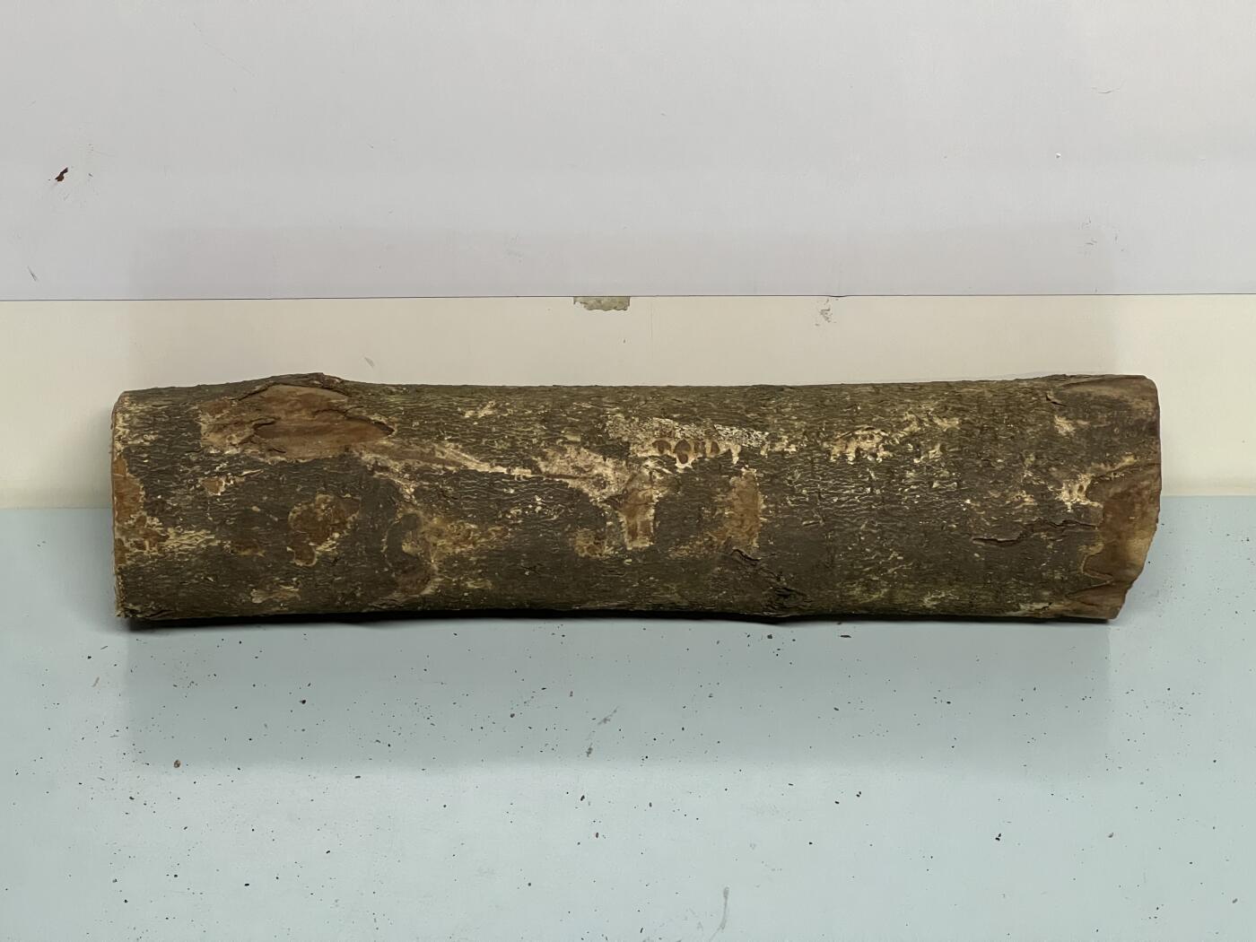 零元拍： D1-4 金丝楠 原木 风水柱 横财（材）带皮， 尺寸：47/12/10.5CM。抛光后金灿灿满香。最后一图为成品效果。如果带点瘤，意味着花纹更漂亮。抛光后金灿灿满香。最后一图为成品效果。