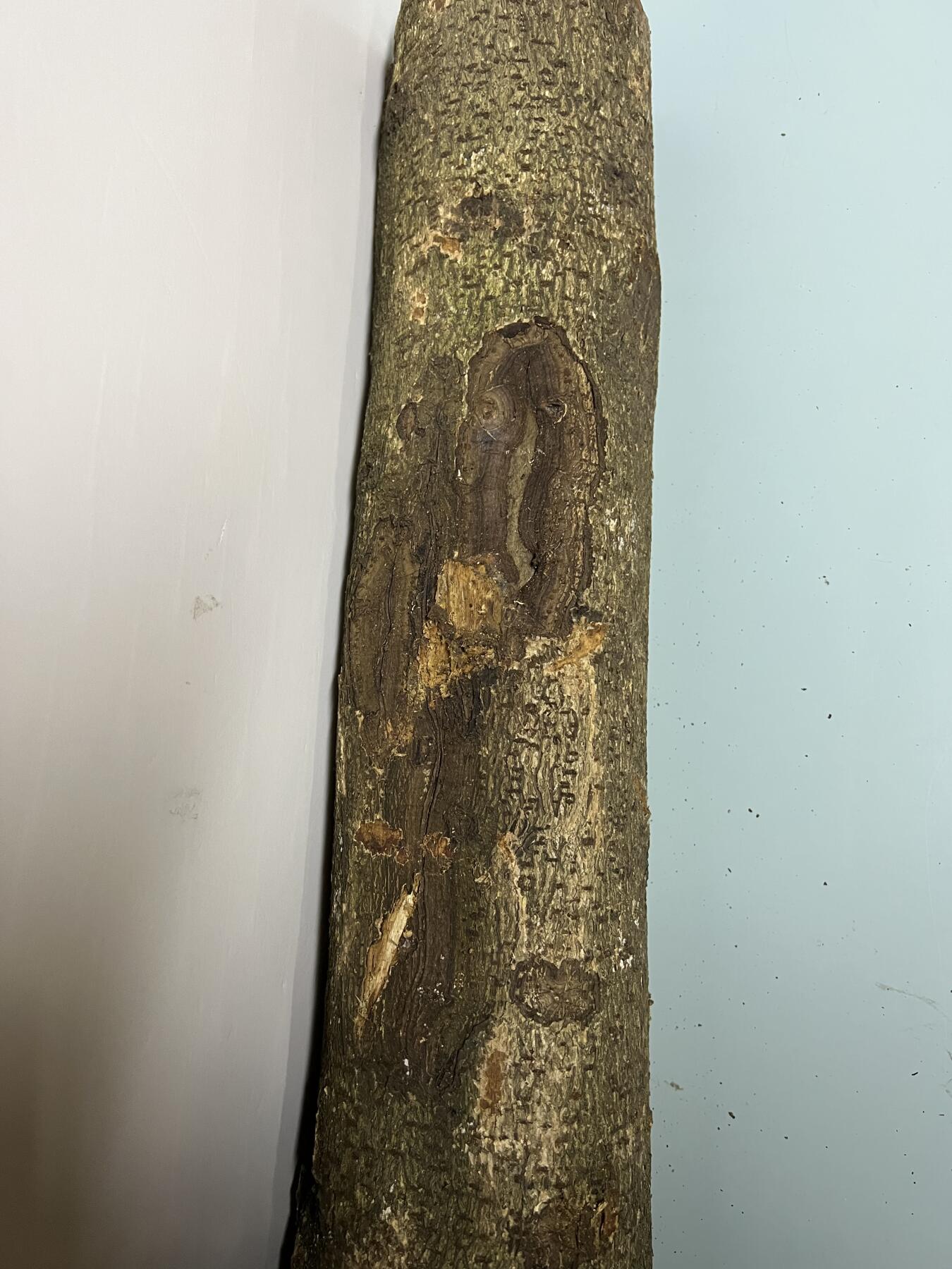 零元拍： D1-2 金丝楠 原木 风水柱 横财（材）带皮， 尺寸：75/11.5/13.5CM。抛光后金灿灿满香。最后一图为成品效果。有一端带点瘤，意味着花纹更漂亮。