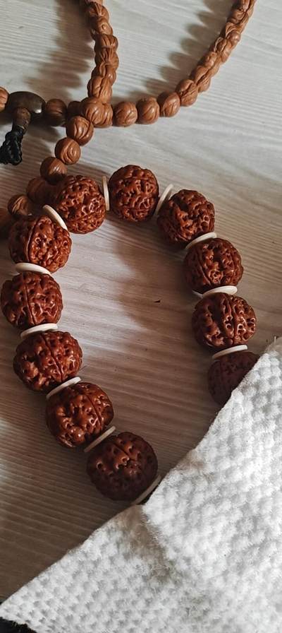 安娜金刚树籽 - 安娜金刚树籽