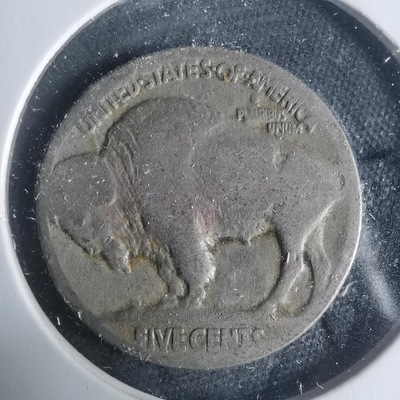 沼泽如烟--第931场 美国野牛五分