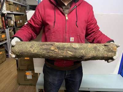 零元拍： D1-2 金丝楠 原木 风水柱 横财（材）带皮， 尺寸：75/11.5/13.5CM。抛光后金灿灿满香。最后一图为成品效果。有一端带点瘤，意味着花纹更漂亮。 - 零元拍： D1-2 金丝楠 原木 风水柱 横财（材）带皮， 尺寸：75/11.5/13.5CM。抛光后金灿灿满香。最后一图为成品效果。有一端带点瘤，意味着花纹更漂亮。