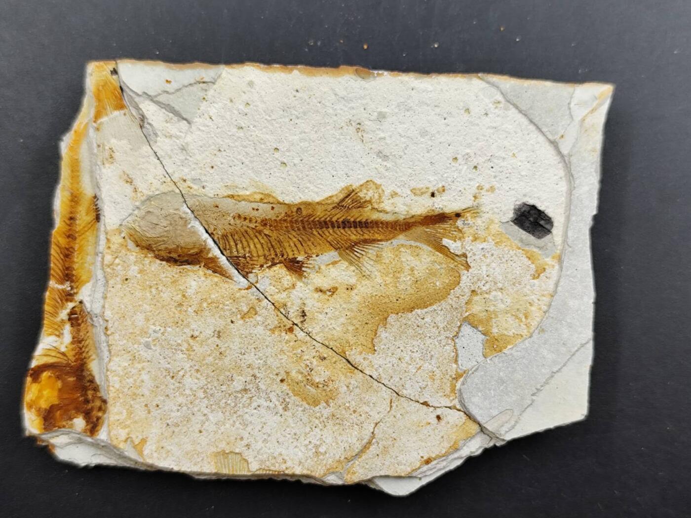 12月13日徽章钱币专场