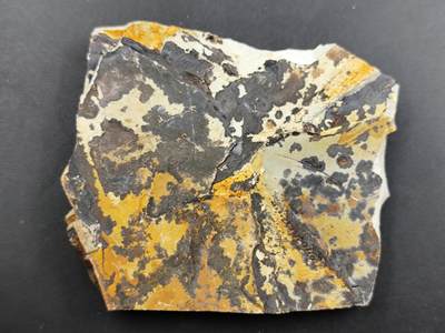 12月13日徽章钱币专场 - 侏罗纪时期狼鳍鱼化石