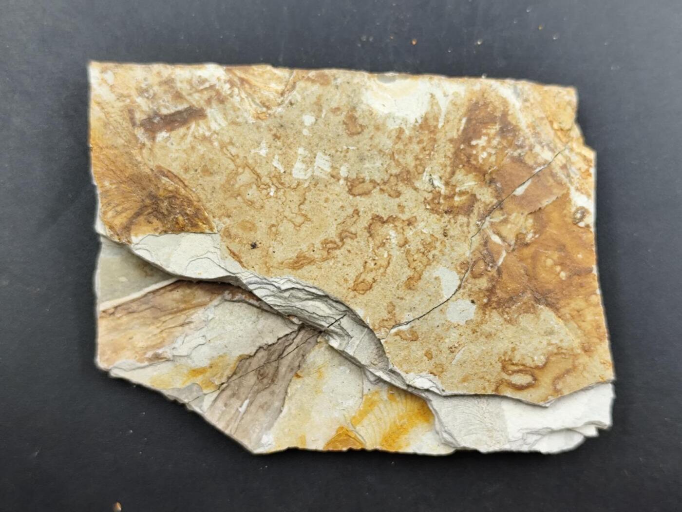 12月13日徽章钱币专场