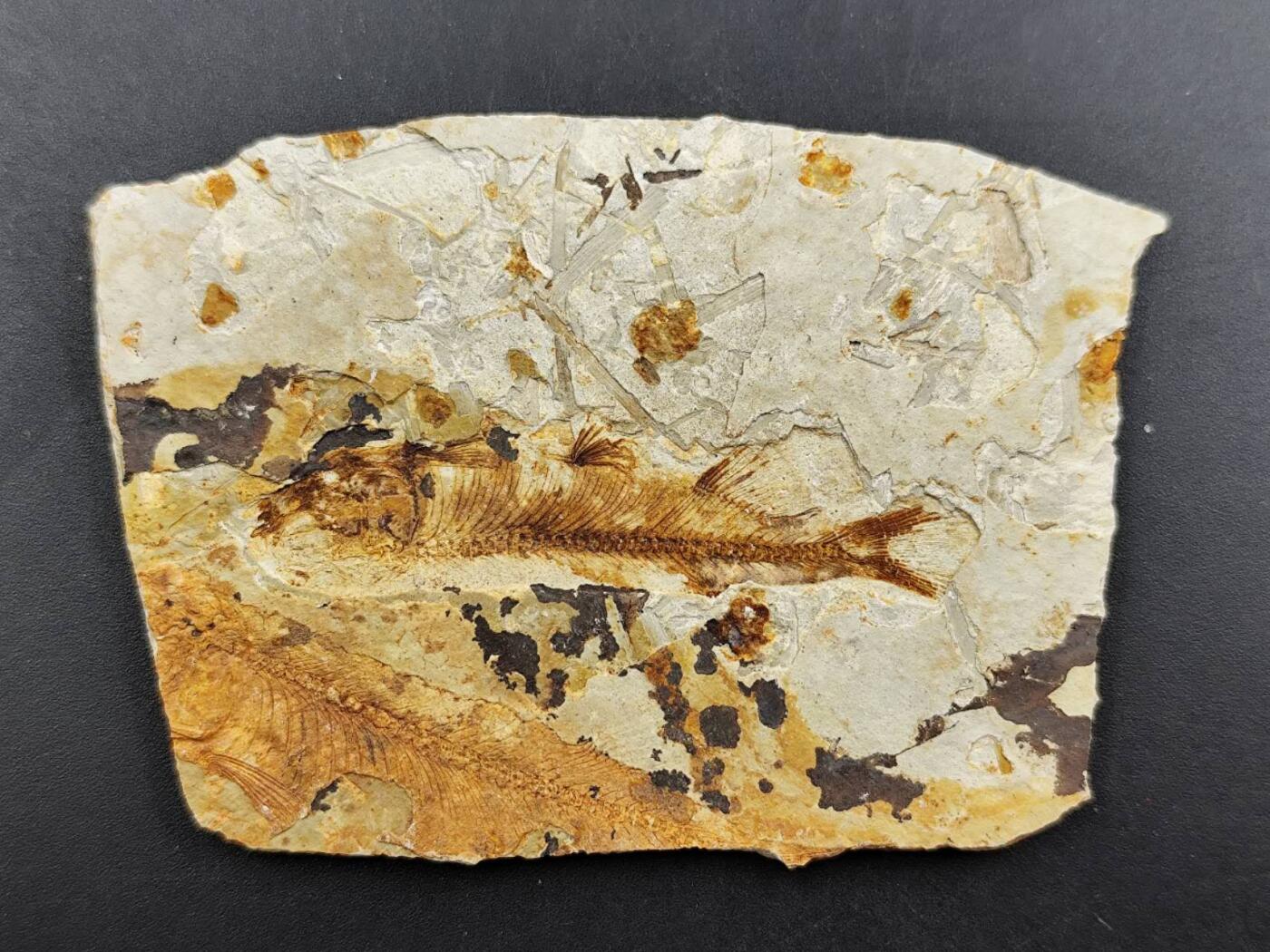 12月13日徽章钱币专场