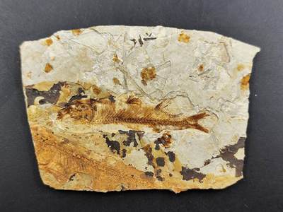 12月13日徽章钱币专场 - 侏罗纪时期 狼鳍鱼化石