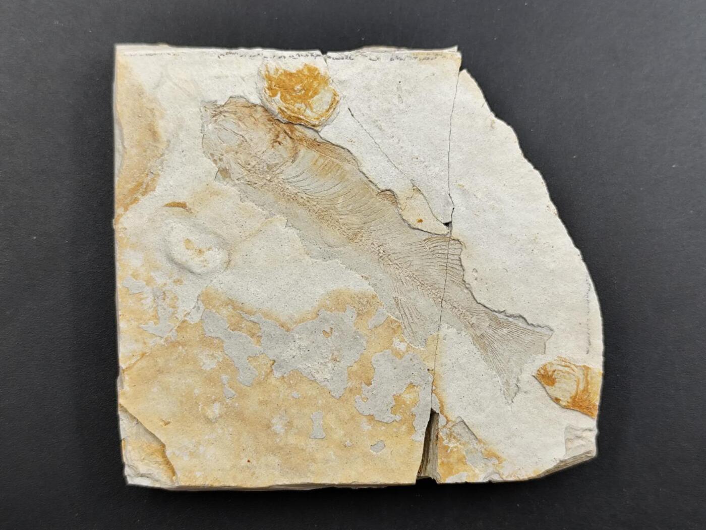 12月13日徽章钱币专场