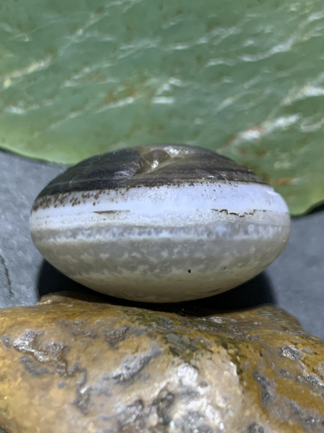 精品亚光药师玛瑙手工雕刻虎首板珠（背云）一颗。