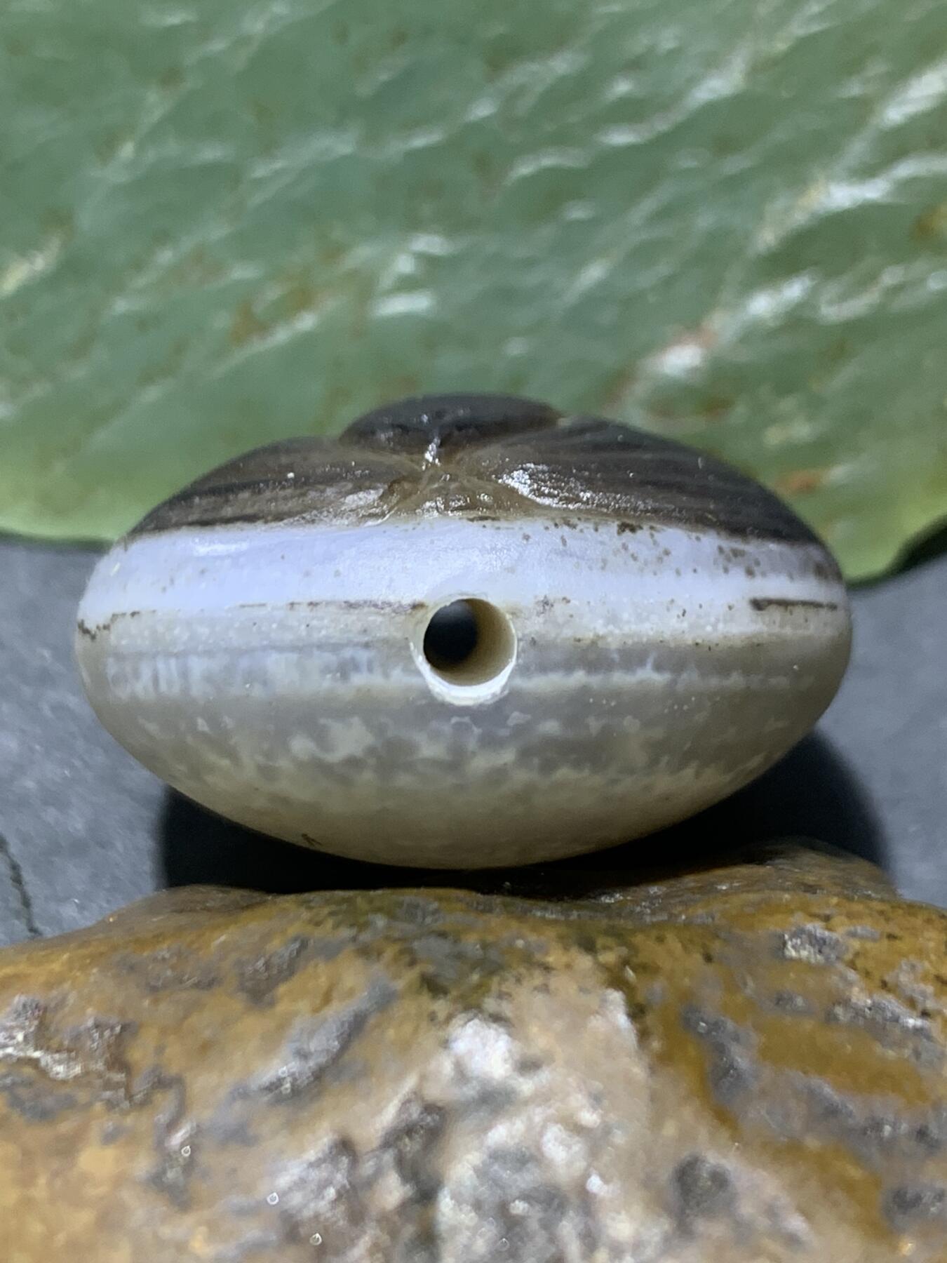 精品亚光药师玛瑙手工雕刻虎首板珠（背云）一颗。