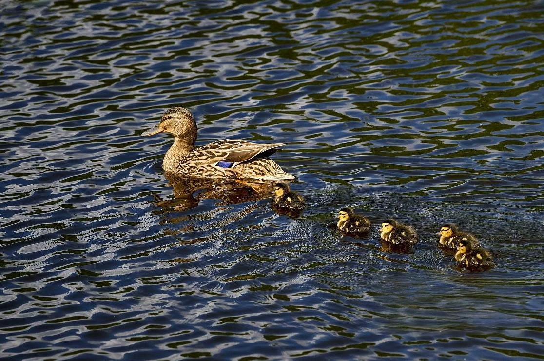 前苏联解体前最后一套绝版《鸭票》小全张