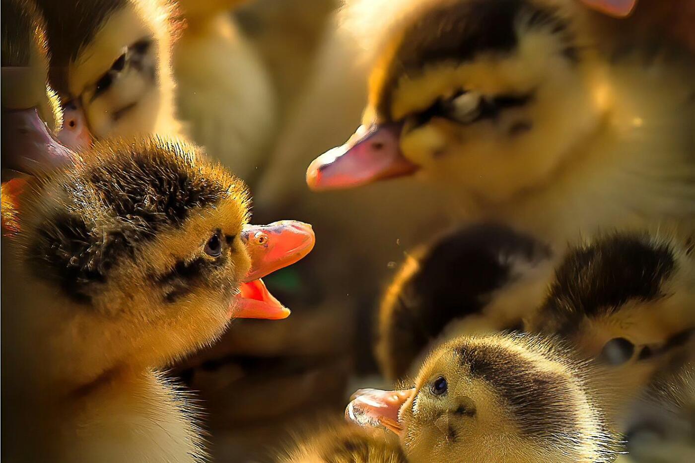 前苏联解体前最后一套绝版《鸭票》小全张