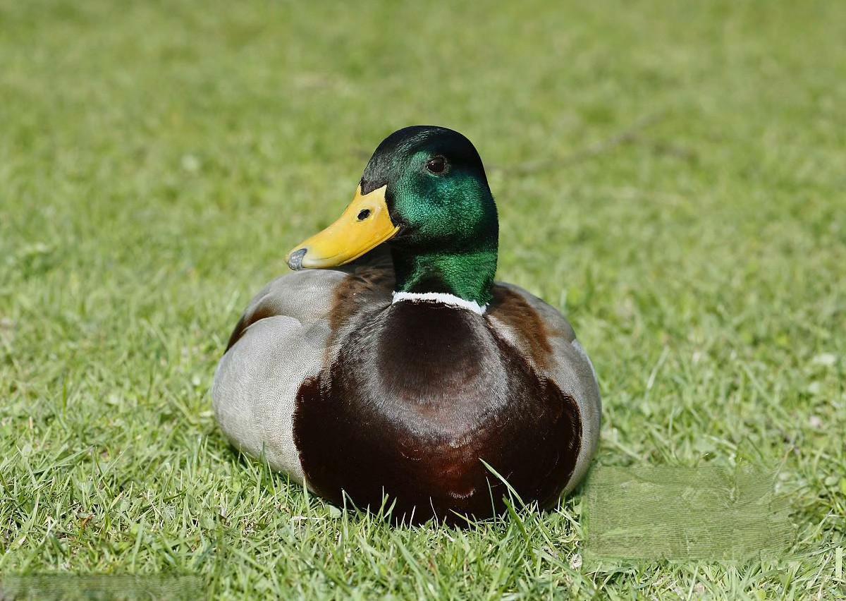 前苏联解体前最后一套绝版《鸭票》小全张