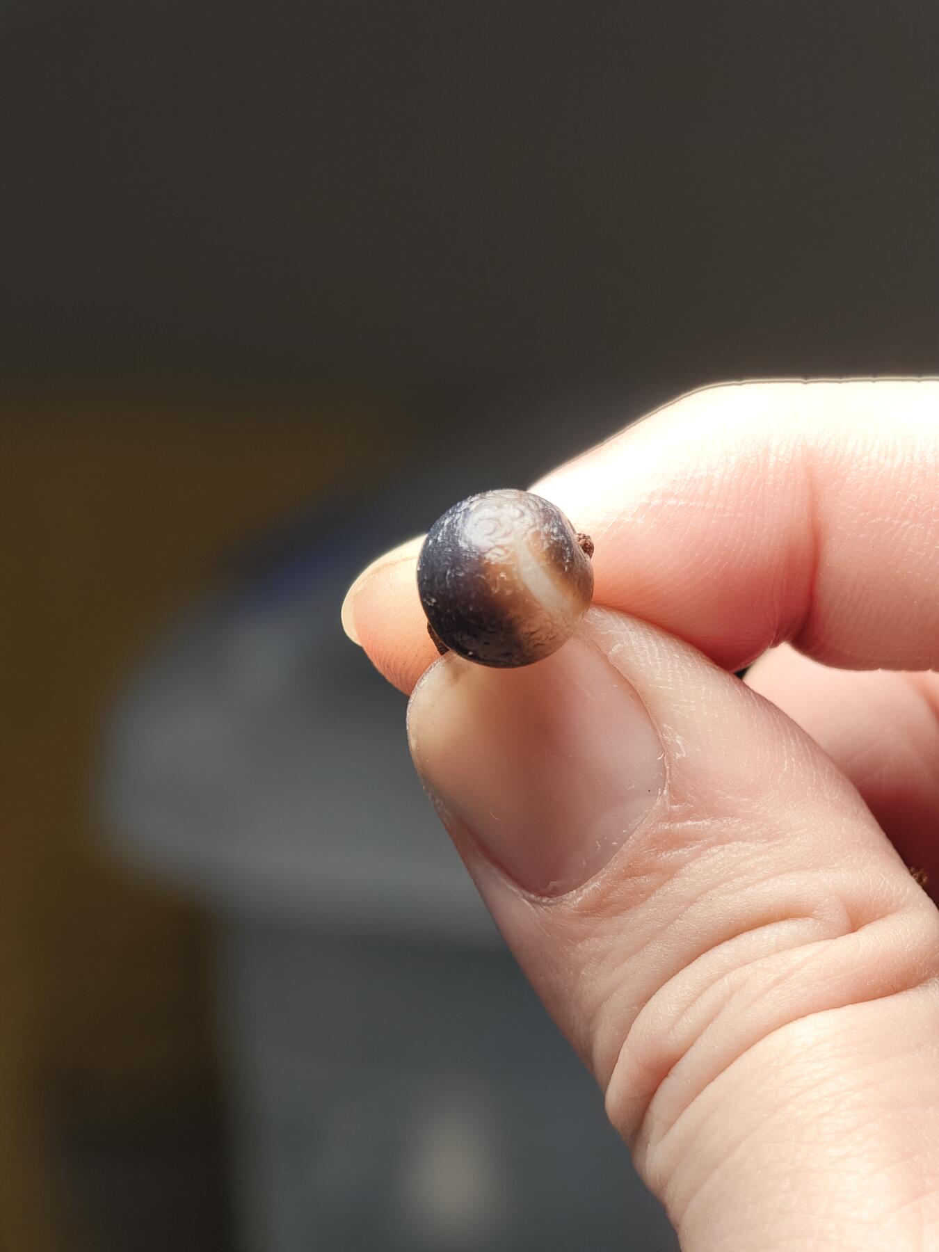 抚柳草堂-第二期章牌钱币 奖章勋章限时免佣 满百包邮 放漏专场 15世纪缠丝玛瑙珠 闻德评级尺寸见标签