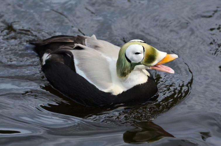 前苏联解体前最后一套绝版《鸭票》小全张