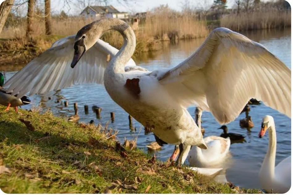 前苏联解体前最后一套绝版《鸭票》小全张