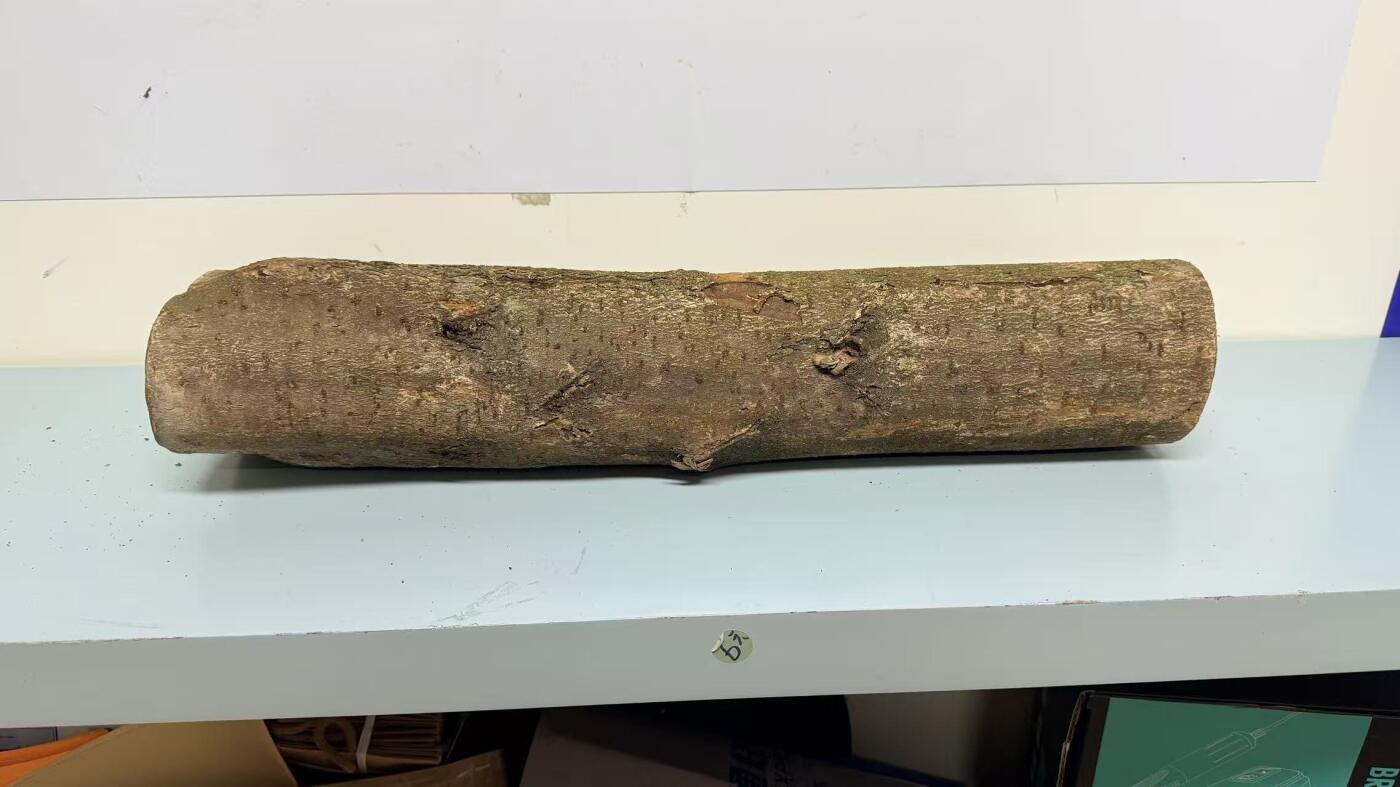 零元拍： S1-2 金丝楠 原木 风水柱 横财（材）带皮， 尺寸：57/15/11CM。抛光后金灿灿满香。最后一图为成品效果。