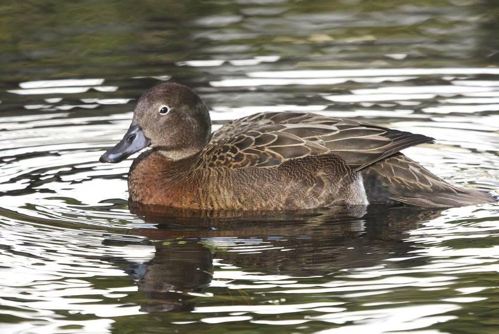 前苏联解体前最后一套绝版《鸭票》小全张