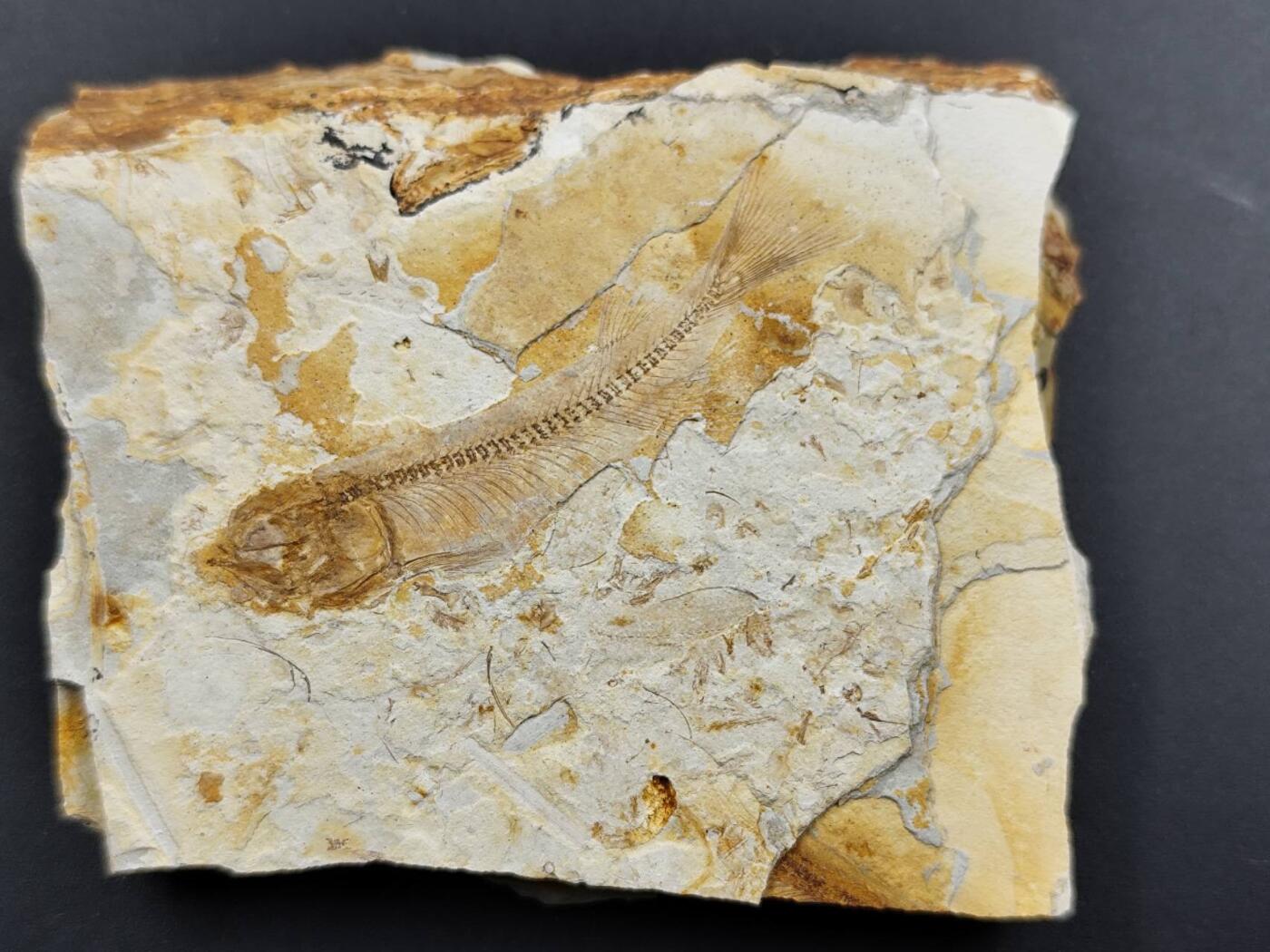 12月16日徽章钱币专场