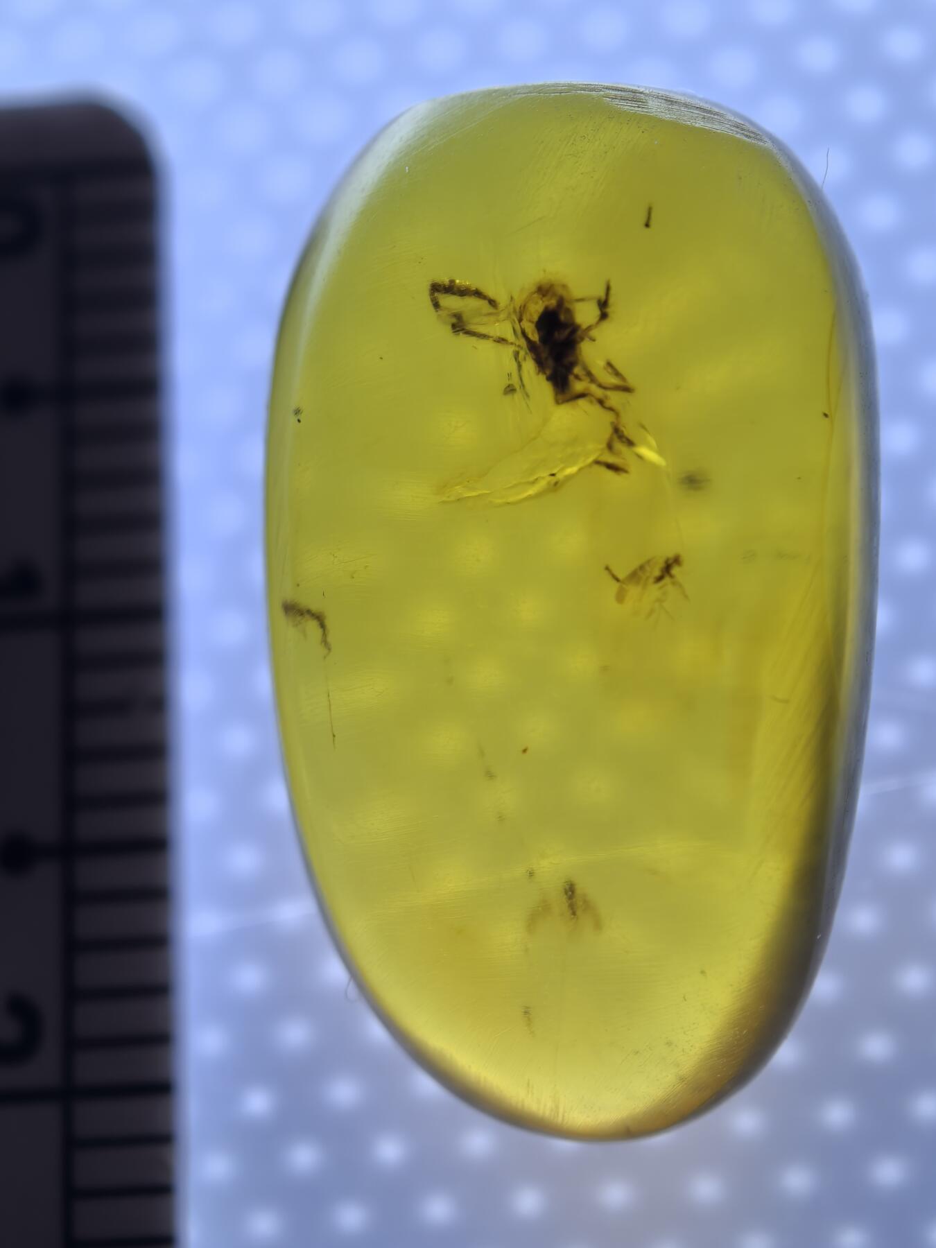 白垩纪缅甸虫珀专场 缅甸虫珀蝎子？