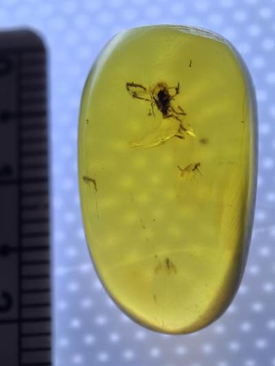 白垩纪缅甸虫珀专场 - 缅甸虫珀蝎子？