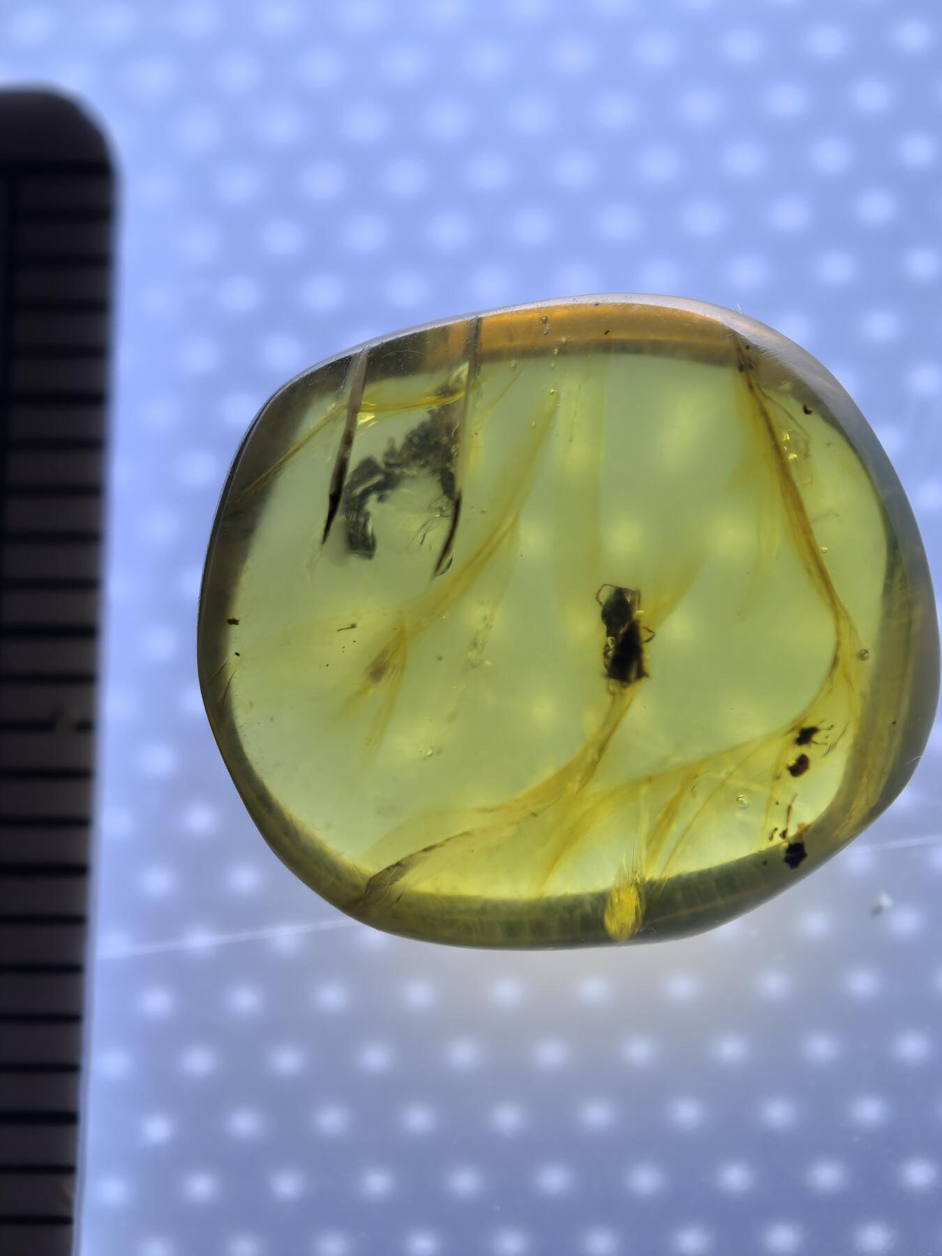 白垩纪缅甸虫珀专场 缅甸虫珀蚂蚁