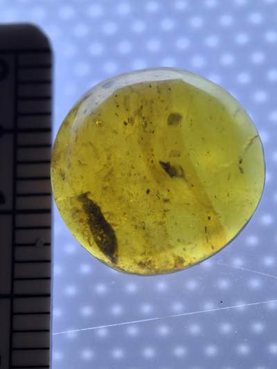 白垩纪缅甸虫珀专场 - 缅甸虫珀蝽和小虫