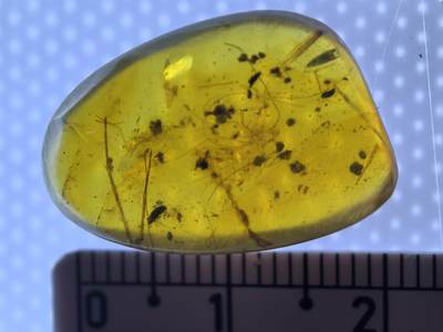 白垩纪缅甸虫珀专场 - 缅甸虫珀多只虫