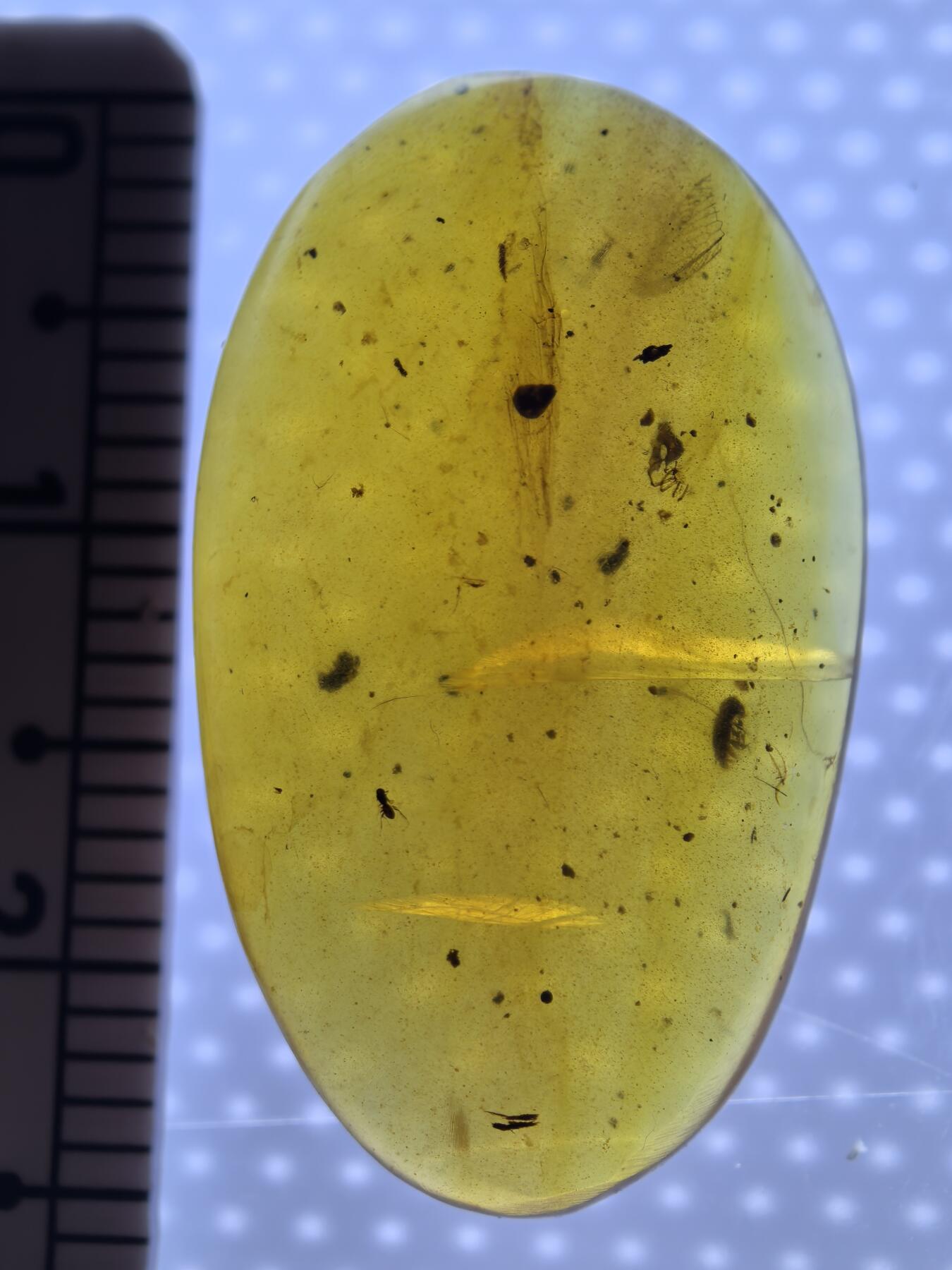 白垩纪缅甸虫珀专场