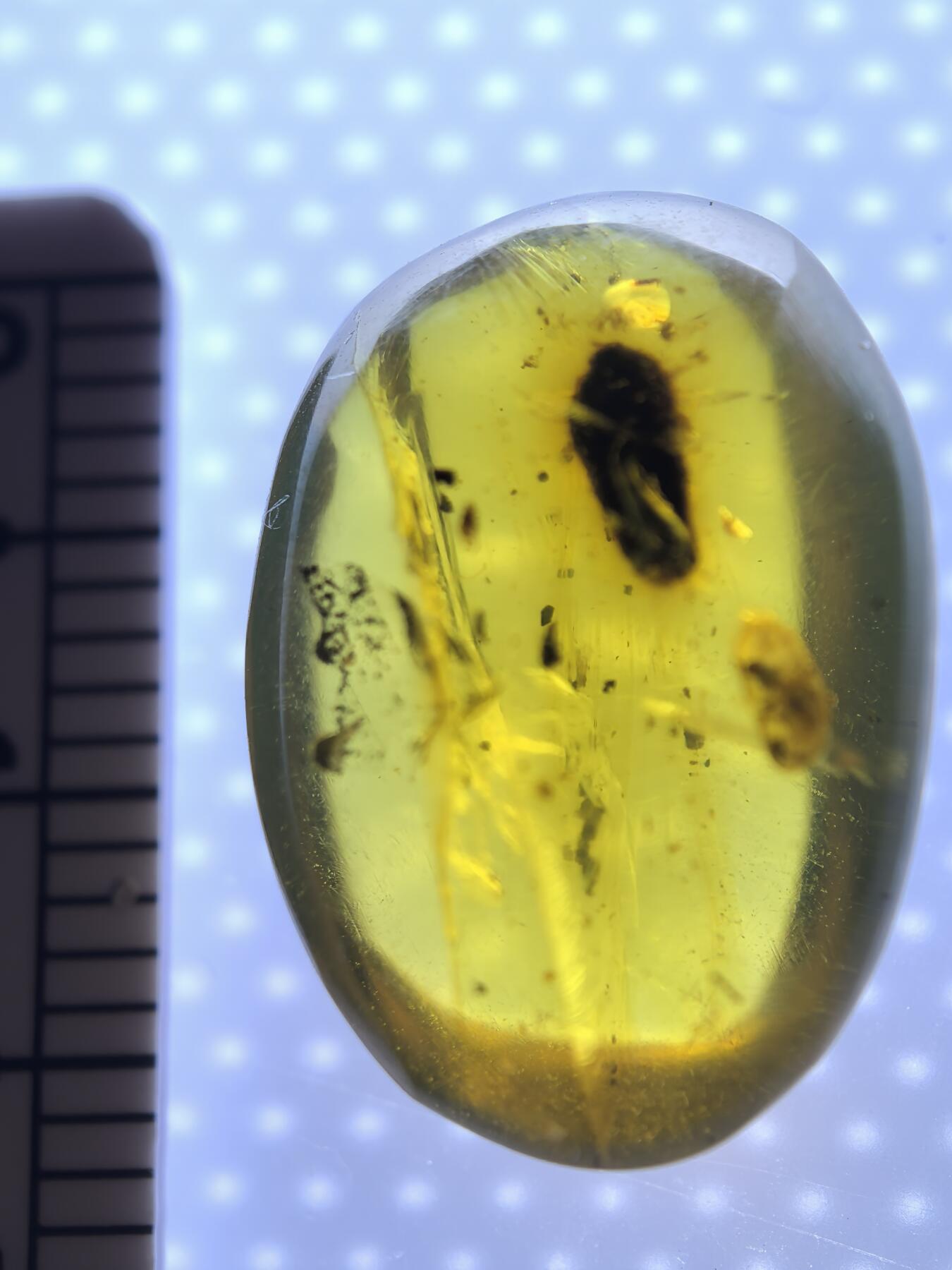 白垩纪缅甸虫珀专场