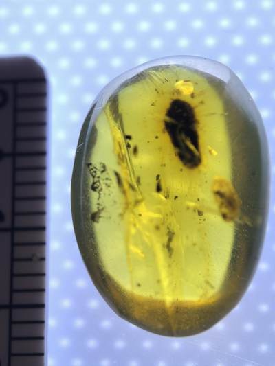 白垩纪缅甸虫珀专场 - 缅甸虫珀虫茧