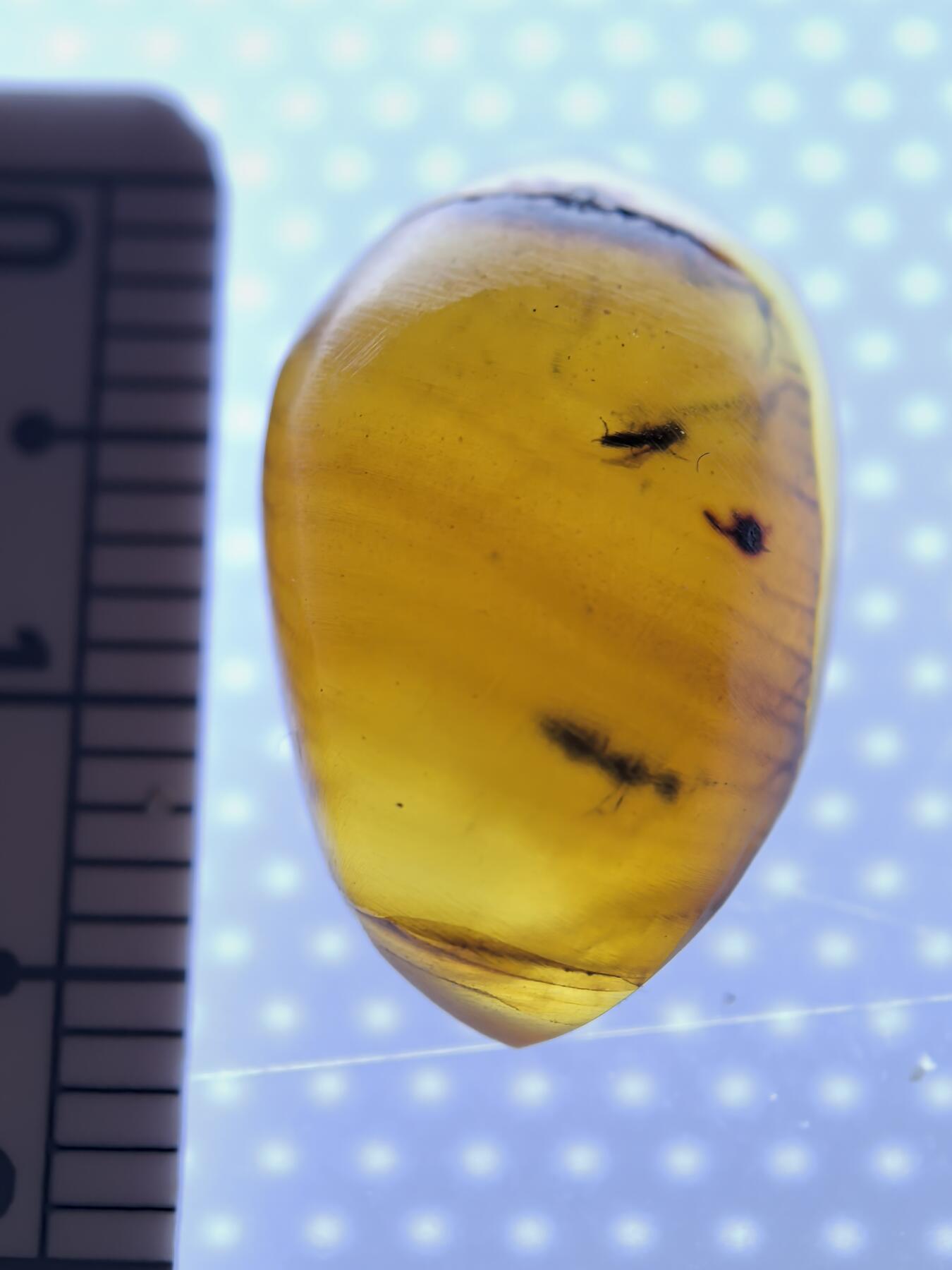 白垩纪缅甸虫珀专场