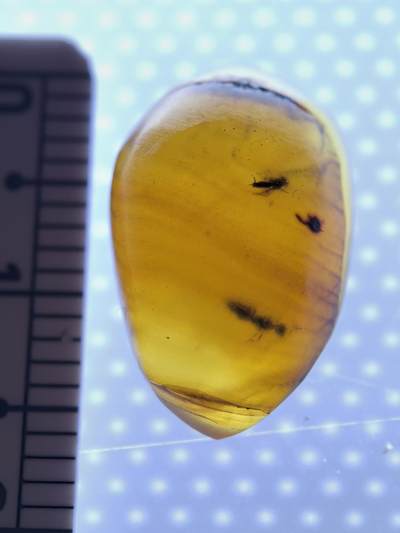 白垩纪缅甸虫珀专场 - 缅甸虫珀3只小虫