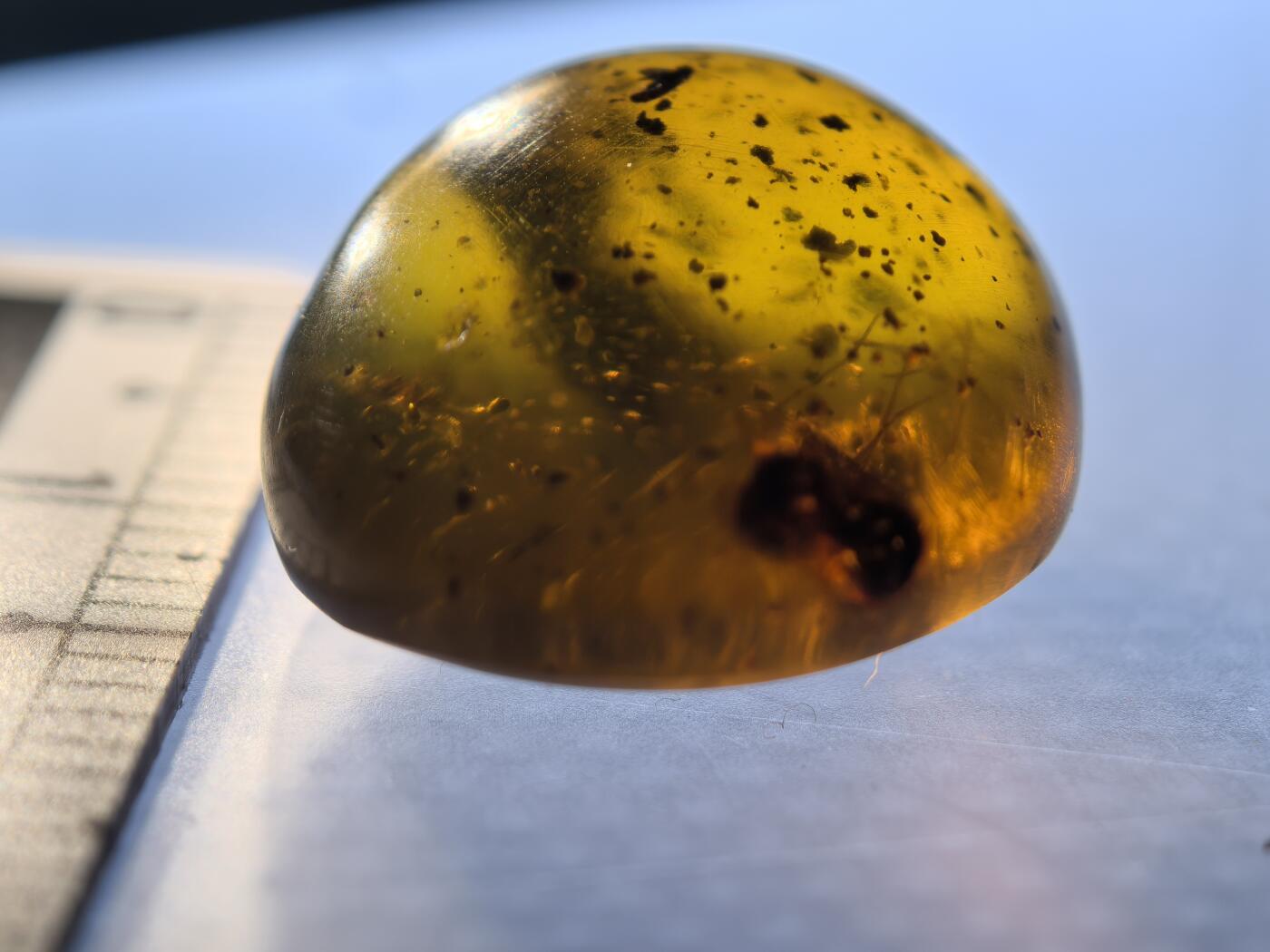 白垩纪缅甸虫珀专场