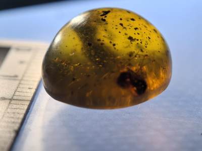 白垩纪缅甸虫珀专场 - 缅甸虫珀苍蝇