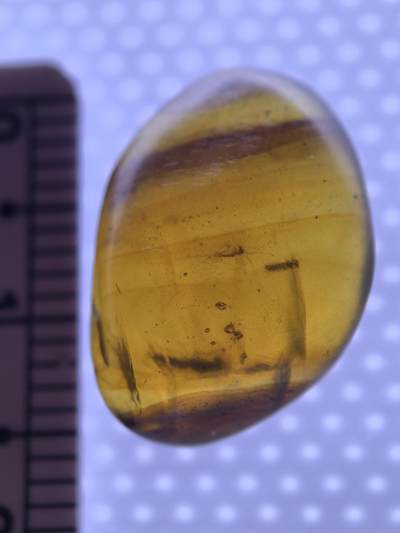 白垩纪缅甸虫珀专场 - 缅甸虫珀小虫