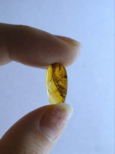 白垩纪缅甸虫珀第2场 - 上边有一只蚊子