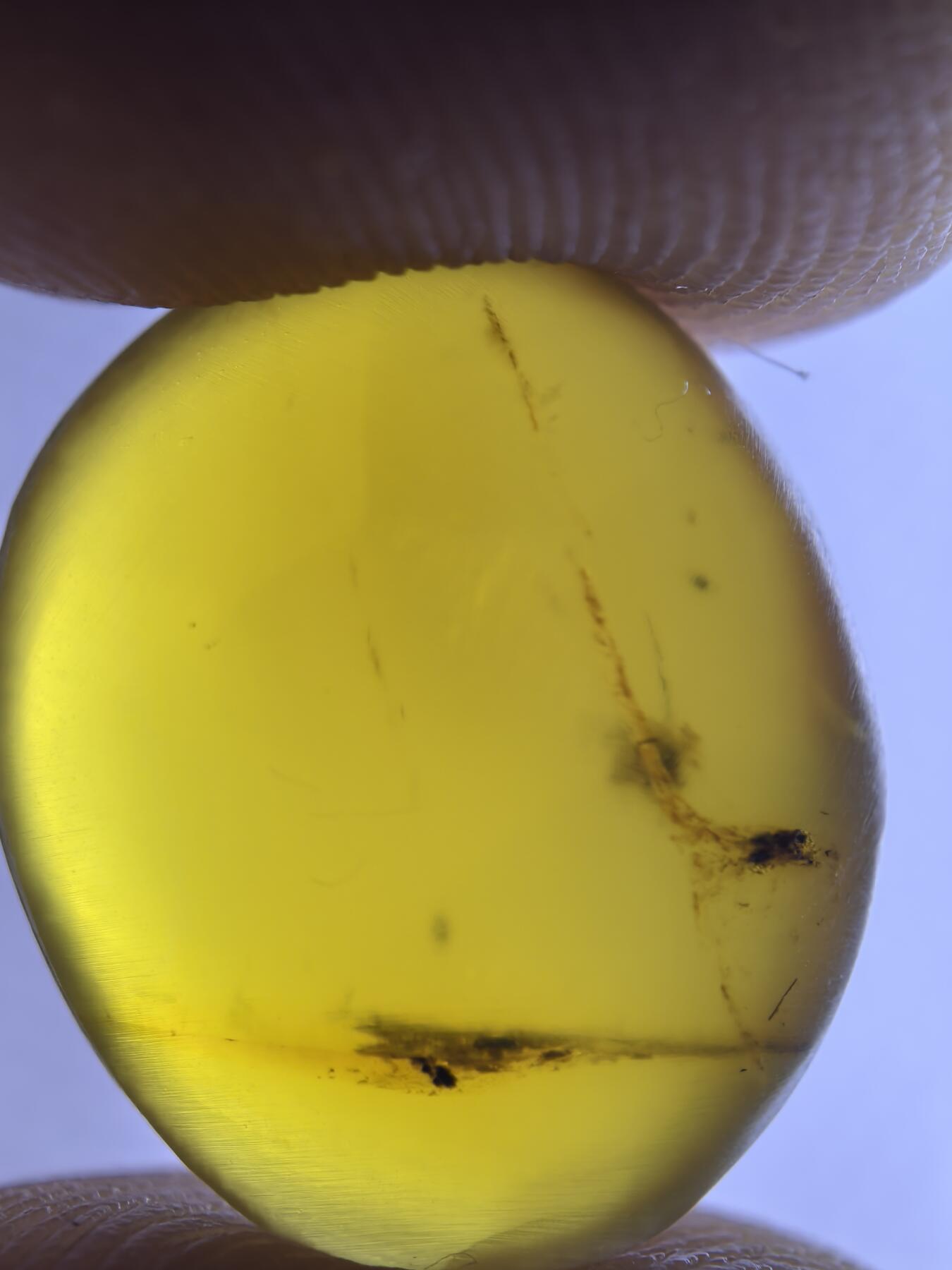 白垩纪缅甸虫珀第2场 小虫