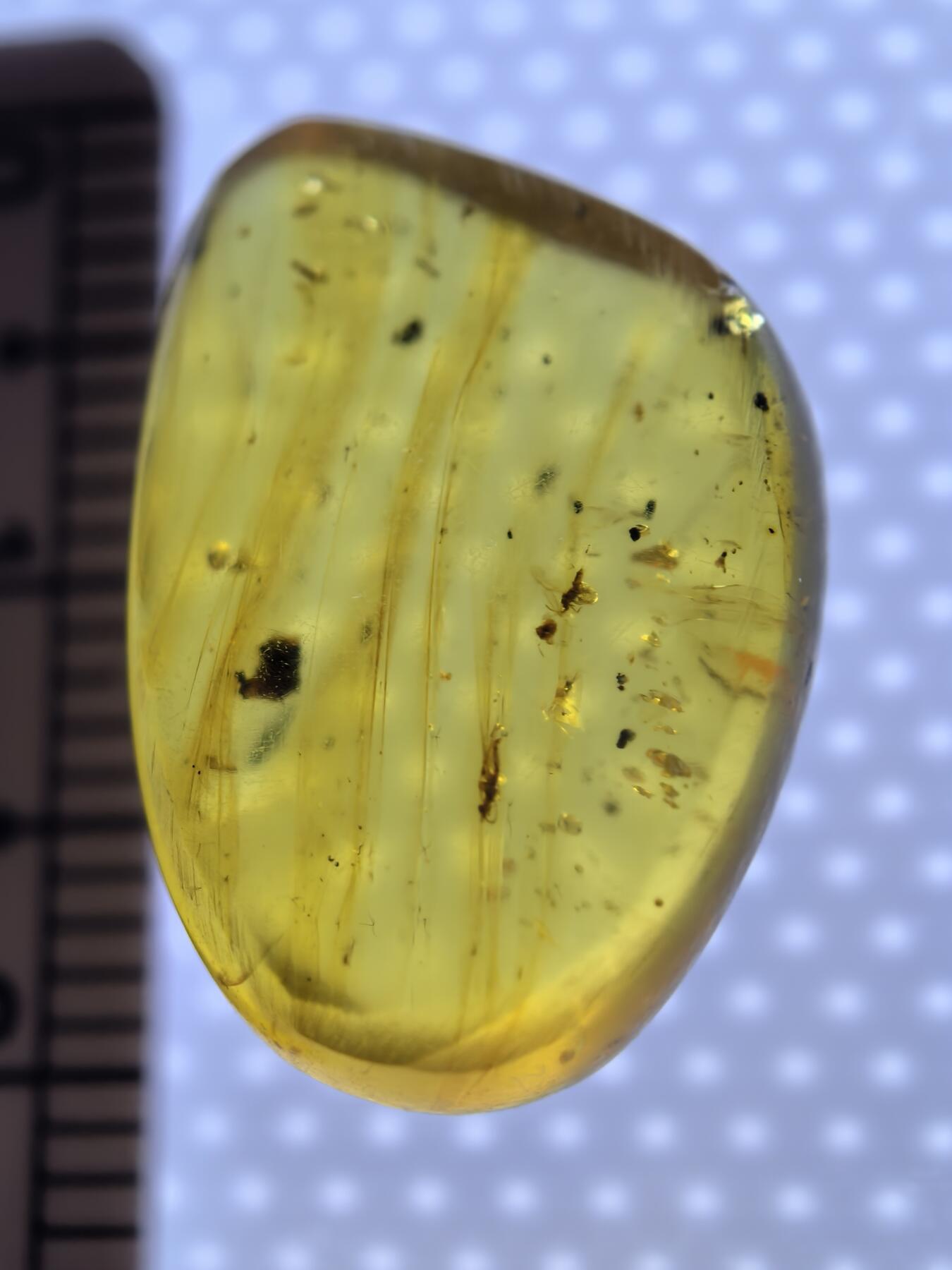 白垩纪缅甸虫珀专场