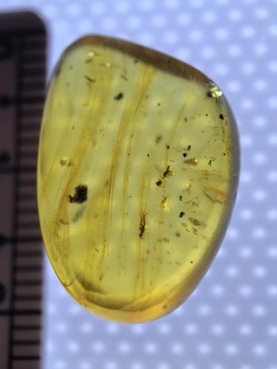 白垩纪缅甸虫珀专场 - 缅甸虫珀