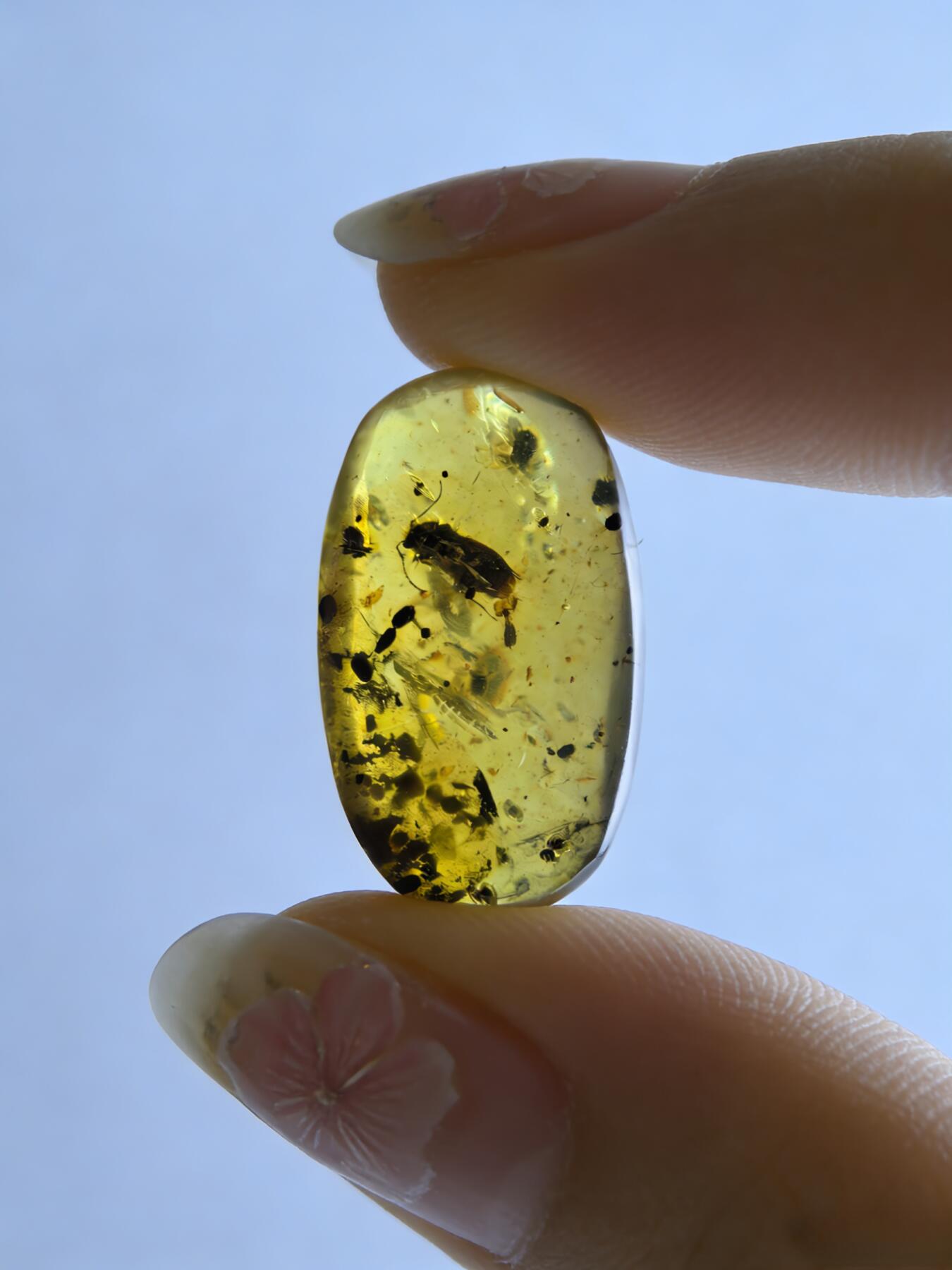 白垩纪缅甸虫珀第2场