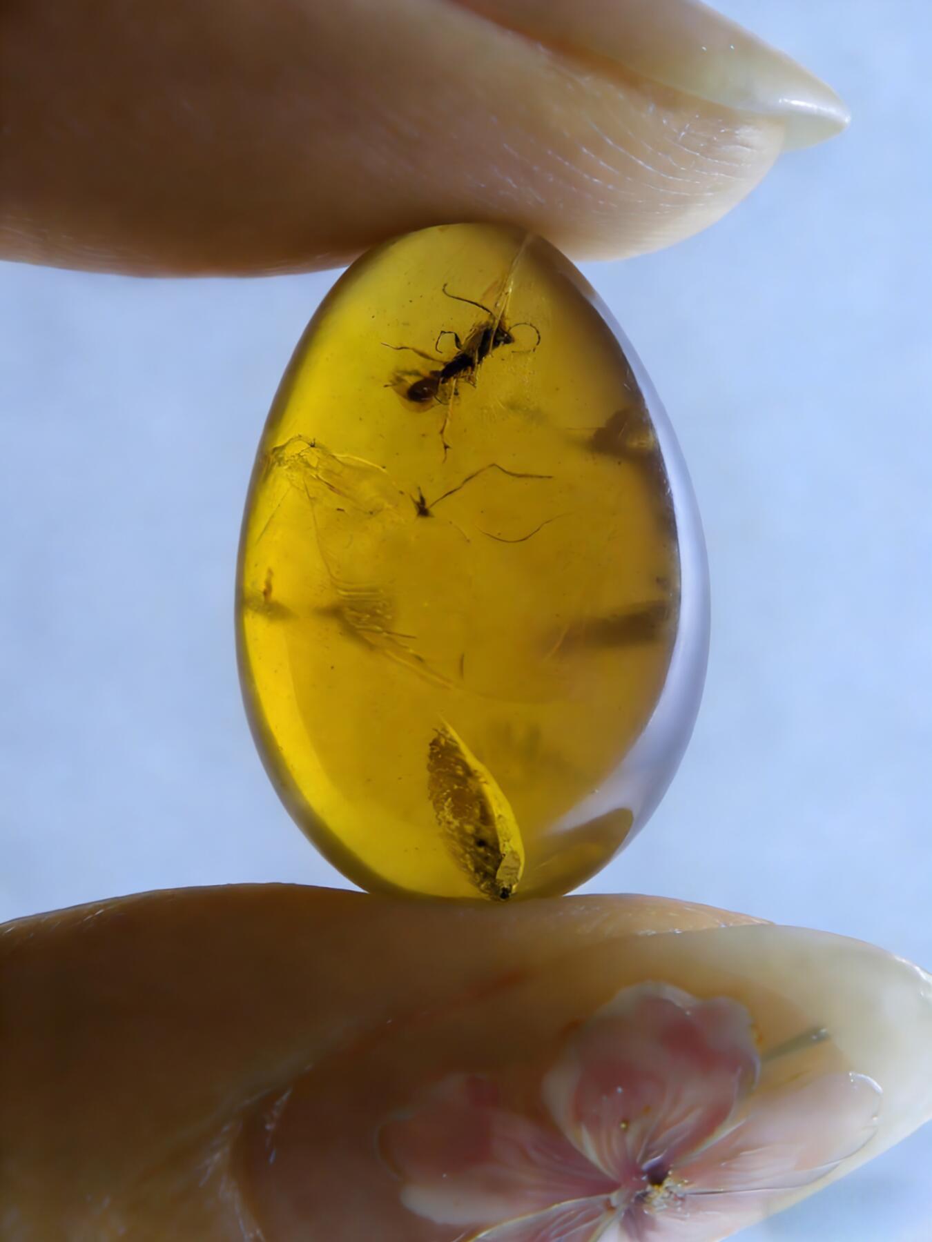 白垩纪缅甸虫珀第2场 一只蚂蚁