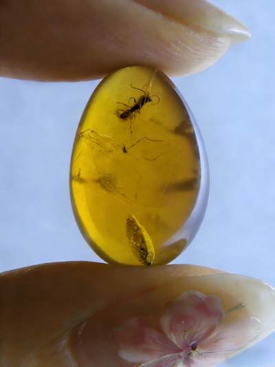 白垩纪缅甸虫珀第2场 - 一只蚂蚁