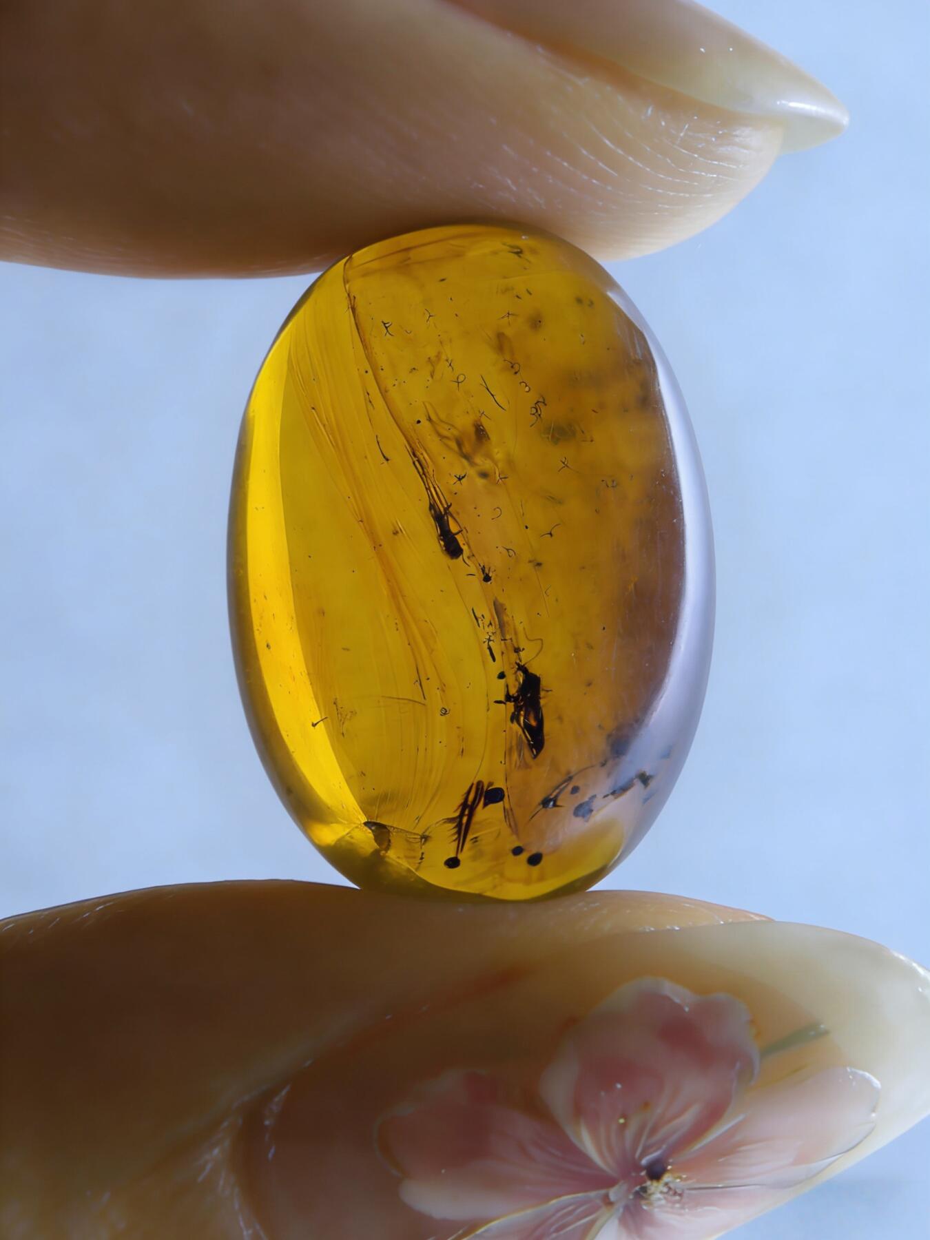 白垩纪缅甸虫珀第2场 两只小虫