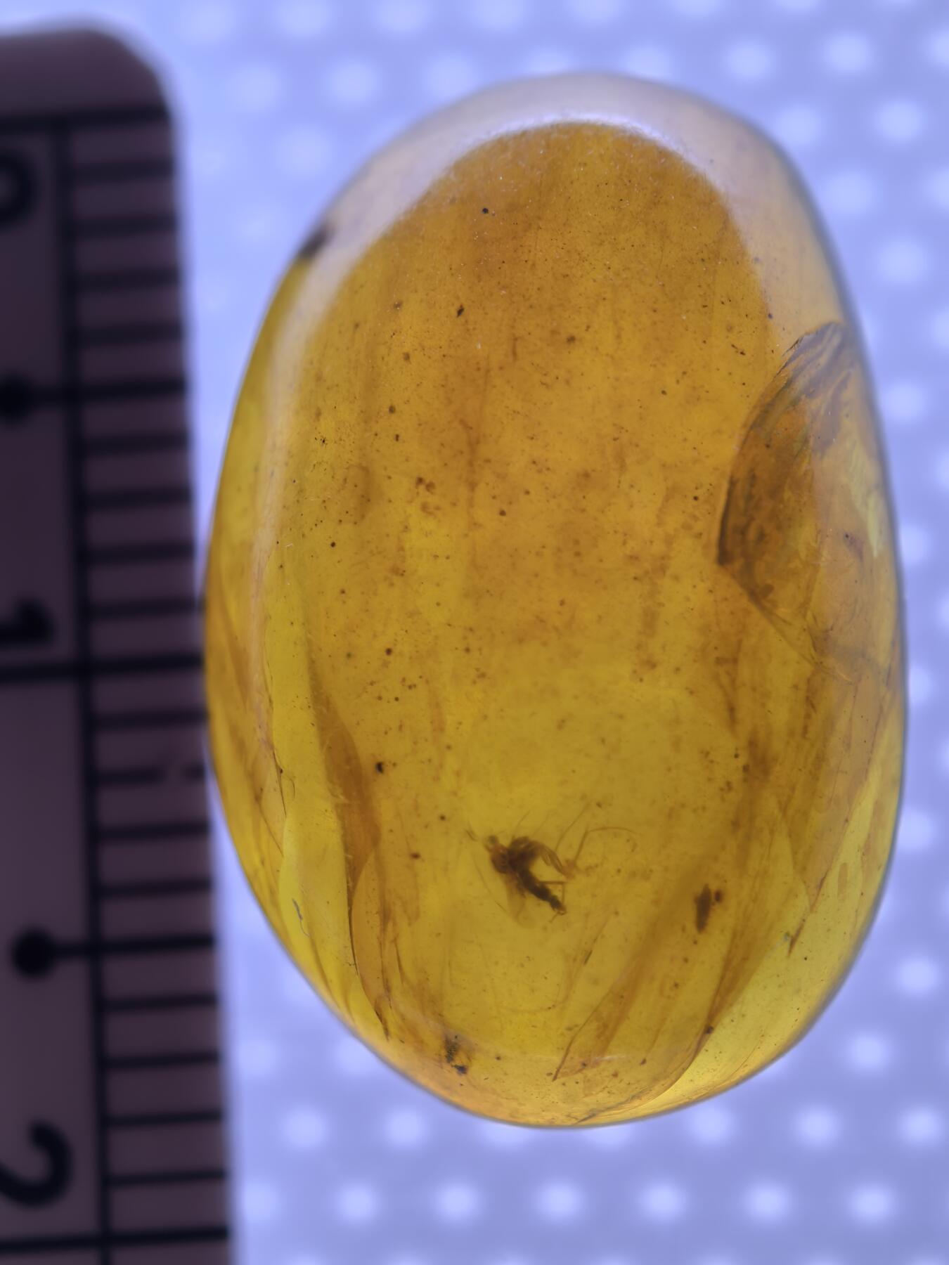 白垩纪缅甸虫珀专场