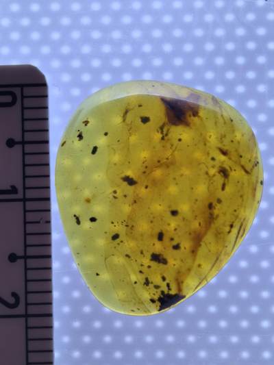 白垩纪缅甸虫珀专场 - 缅甸虫珀花瓣和小虫