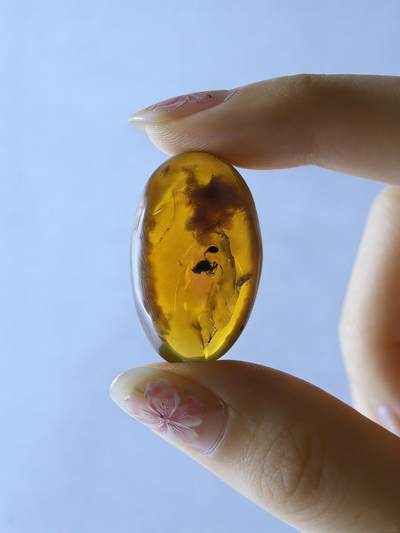 白垩纪缅甸虫珀第2场 - 一只虫和两大团虫卵