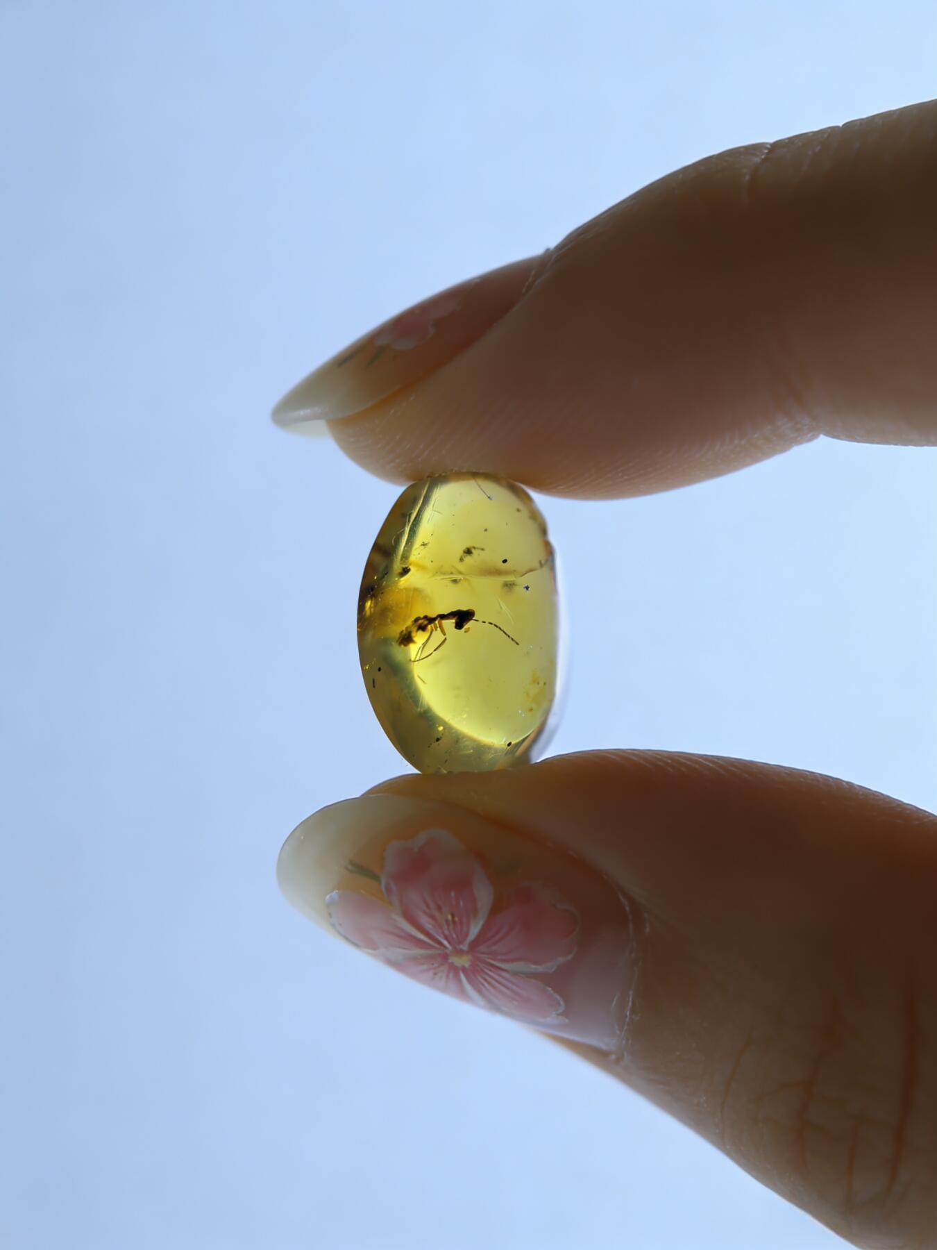 白垩纪缅甸虫珀第2场 蚂蚁